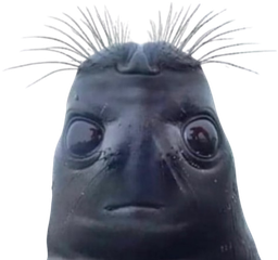 :Phoque_de_bite: