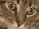 :Chattrauma2: