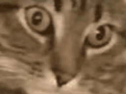 :Chattrauma2:
