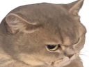 :pacatent: