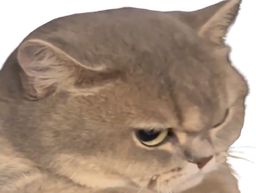 :pacatent: