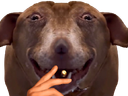 :teddigigataraxclope: