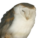 :chouetbalafre: