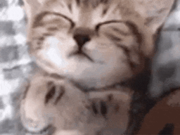 :Chat_dormir:
