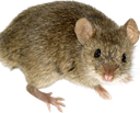 :La_Souris: