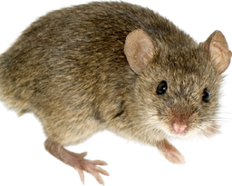 :La_Souris: