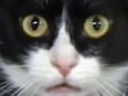 :chatchoque2: