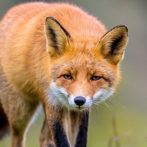 Fox