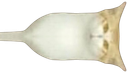 :chadroite: