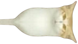 :chadroite: