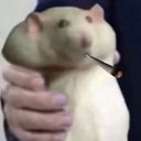 :Ratto_joint: