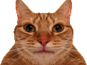 :Chat_crache_gif: