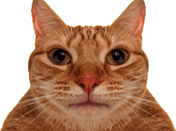 :Chat_crache_gif: