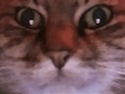 :chat_zoom_gif: