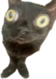 :CroquettePoisson: