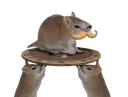:Sourischatorix: