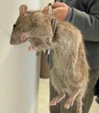 :rat: