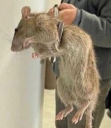 :rat: