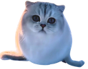 :Chat_phoque_: