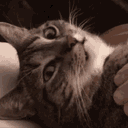 :Chatgif: