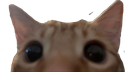 :Chat_timidax: