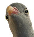:pigeoncon: