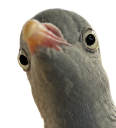 :pigeoncon: