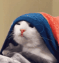 :Chat_pas_le_temps: