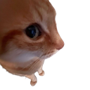 :Chat_chelou: