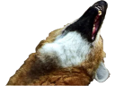 :tonyrit: