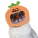:halloween_chat: