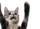 :chattombe: