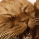 :Chat_brise_2: