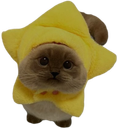 :Chat_etoile2: