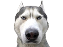 :husky_serieux: