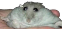 :Hampter_pose_detoured: