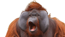 :orang-outan: