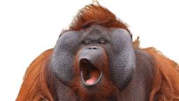 :orang-outan: