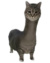 :Chirafe:
