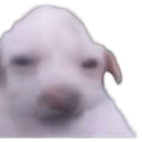 Todd