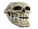 :crane_troll: