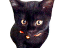 :chaton_noir: