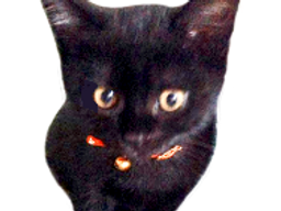 :chaton_noir: