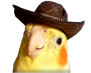 :bird:
