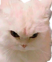 :Chat_fache_2: