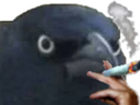 :corbeau_clope: