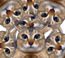 :multicha: