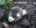 :nofakebro: