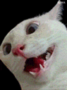 :chat_pd: