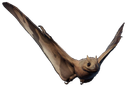 :Jeholopterus: